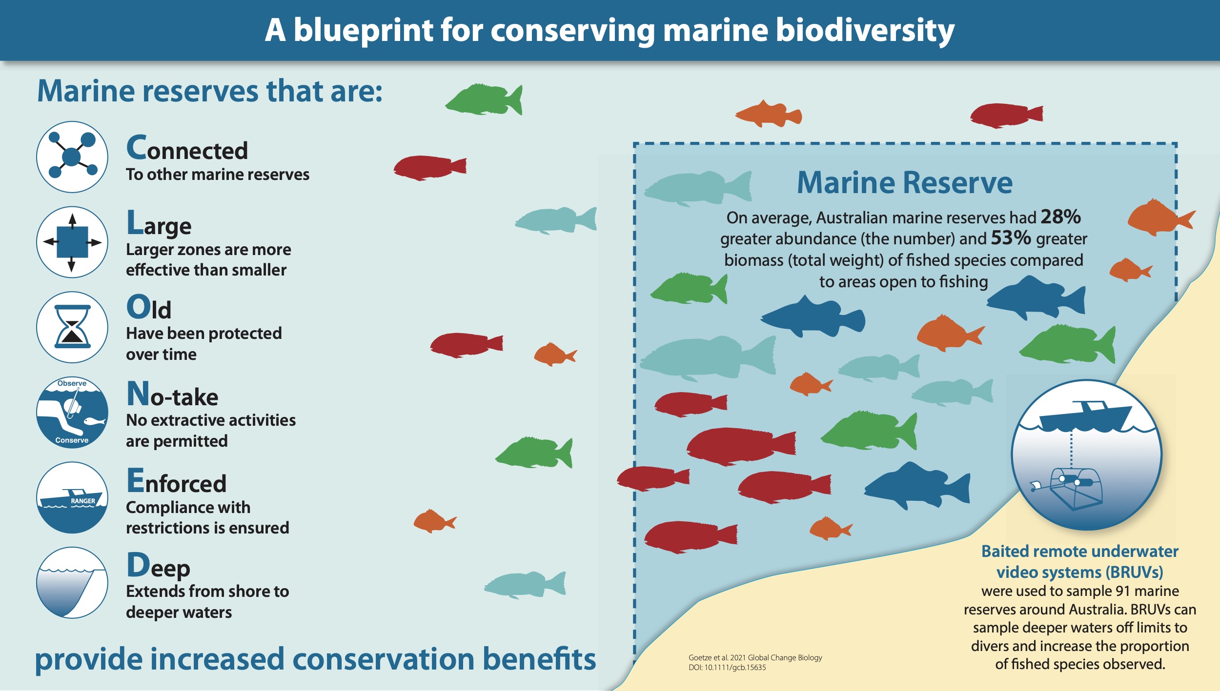 Marine reserve study offers insights to protect ocean life