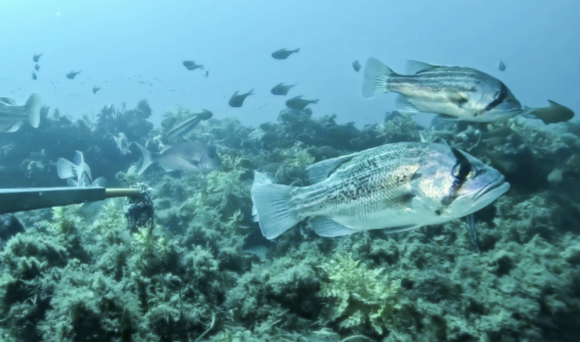 Watching over our fish and sharks