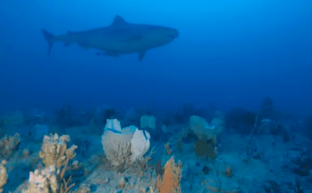 GlobalArchive Shares Data About Rare and Diverse Marine Life at Ningaloo Reef