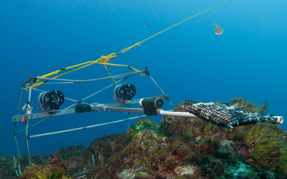 Baited remote underwater stereo-video (stereo-BRUV)